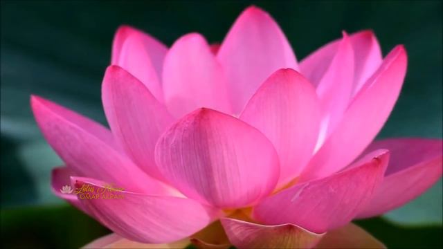 LOTUS FLOWER - Omar Akram смотреть онлайн