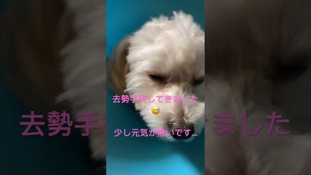 #マルプー #dog #トイプードル #マルチーズ #犬のいる暮らし #子犬 #ミックス犬 #ミックス #去勢手術