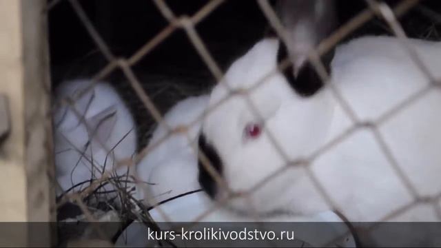 Разведение кроликов. Кролиководство. Клетки для кроликов.