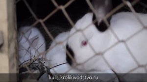 Разведение кроликов. Кролиководство. Клетки для кроликов.