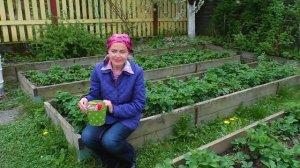 Подкормите клубнику этим средством весной. Невероятный результат.