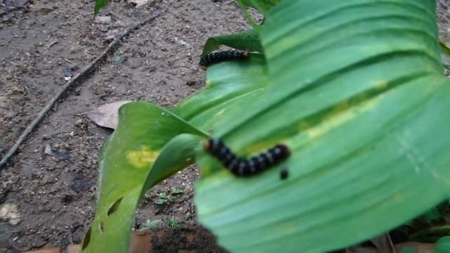 Test with my Sony DSC-HX1 Camera смотреть онлайн