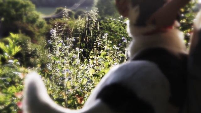 wild fire смотреть онлайн