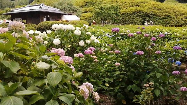 Japanese HYDRANGEA Garden - A Sea of Flowers - peaceful Temple walk and meditation in Kyoto, Japan смотреть онлайн