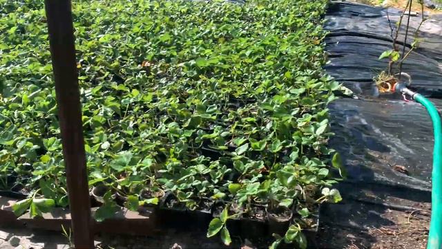 План. Идеи. Работы. смотреть онлайн