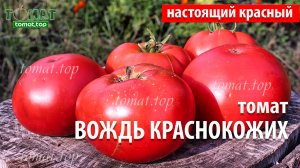 Томат Вождь краснокожих