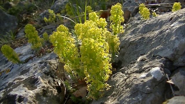 Алупка. Цветет Экзохорда Альберта 100лет в парке Воронцовского дворца. Blossoms Exochord Albert. смотреть онлайн