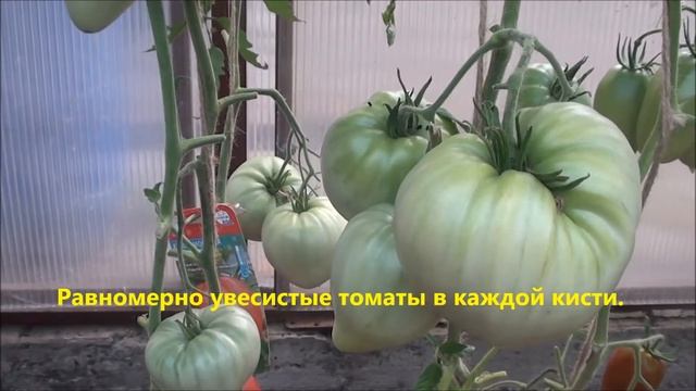 Обзор томата Красномордина в Сибири. смотреть онлайн