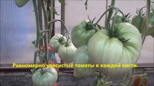 Обзор томата Красномордина в Сибири.