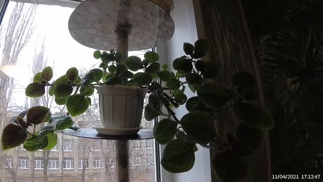 Проект размещения цветов на северо-западном окне.