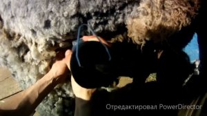 Стрижка овцы машинкой TAKOMI
