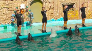 Адлерский дельфинарий в сочи