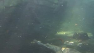 Гавиал. Подводный мир гавиалов: в поисках последнего пресноводного крокодила