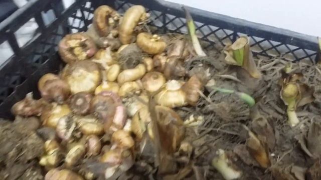 Гиппеаструм выкопали из сада ?))Что дальше ? смотреть онлайн