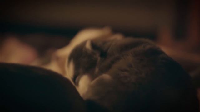 Хаски милое признание в любви смотреть онлайн