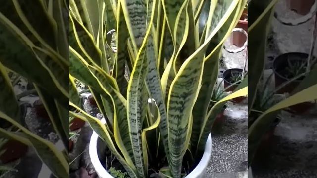 Sansevieria trifasciata Laurentii Snake Plant Before And After смотреть онлайн