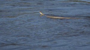 Тайны Забайкалья. 2016г. Река Онон 2.0.