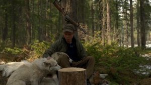 Ответы на комментарии по собакам