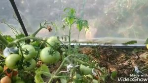 ООЧЕНЬ вкусные высокорослые ТОМАТЫ(Божественный ранний,Райска насолода,Оранжевая клубничка,Хоумстед