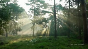 Лесная находка. Аудио рассказ
