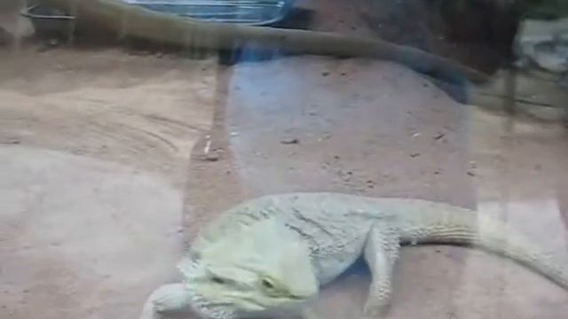 Ящерки. Лесной зоопарк. Далянь смотреть онлайн