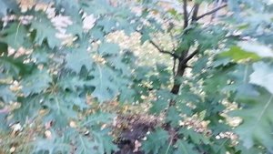 Посадили в парке около нашего дома в Москве красный дуб, который не покраснел!