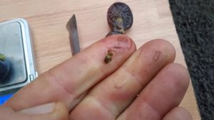 Киш миш Фенікс