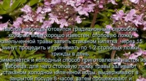 Чабрец полезные свойства и противопоказания