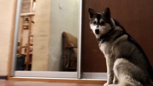 Нашли щенка ХАСКИ! ОН БУДЕТ ЖИТЬ С НАМИ!! (Маленький Зевс) Говорящая собака | Little Zeus