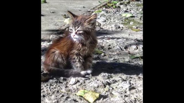 Тёплые коты. Ирина Богушевская. смотреть онлайн