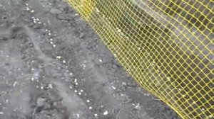 ЛУЧШИЙ СПОСОБ ПОСАДИТЬ ГОРОХ. Смотрите до конца.