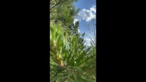 А.И. Куприн "Олеся" (буктрейлер)