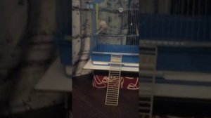 Все о попугаях бегунках,