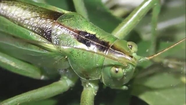 ИНСЕКТАРИЙ: 319. Кузнечик Зелёный (Tettigonia viridissima) смотреть онлайн