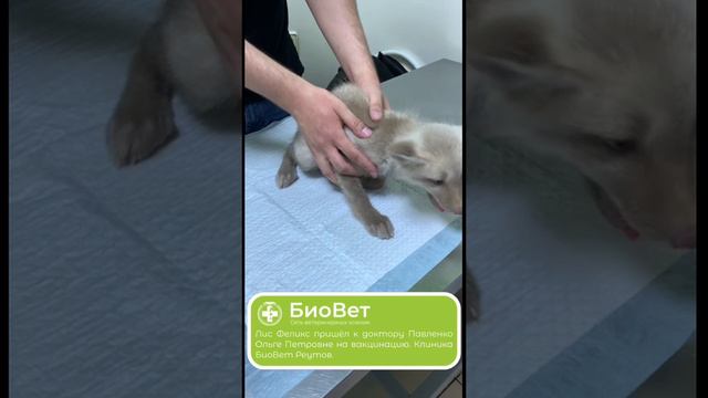Лис Феликс пришёл к доктору Павленко Ольге Петровне на вакцинацию. Клиника БиоВет Реутов.