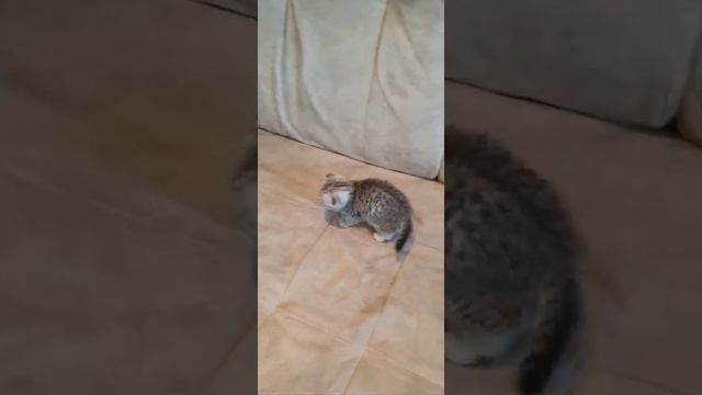 Шотландские мраморные вислоухие и прямоухие котята