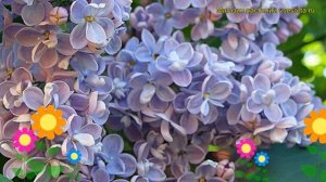 Сирень обыкновенная Дрезден Чайна. Краткий обзор, описание syringa vulgaris Drezden China