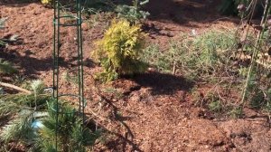 Сад Надежды после зимы