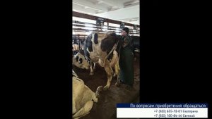 Ректальное исследование коров на УЗИ сканере Honda HS 1600V с Si-OLED очками