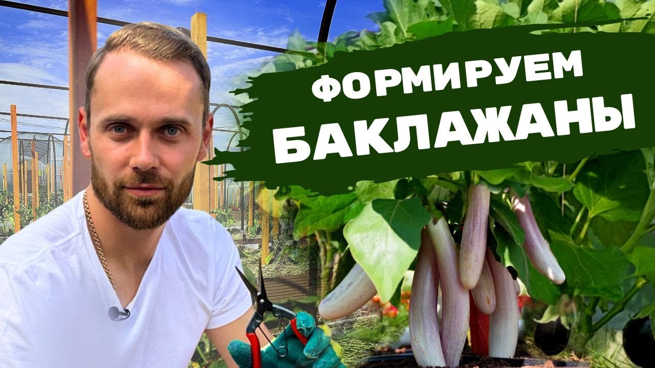 Все о формирование БАКЛАЖАНОВ | Безупречный парник своими руками. Мульчирование. Защита от болезней.