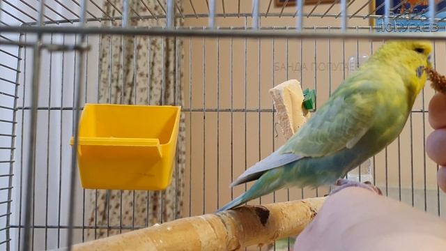 Дрессировка попугая || Команда "Ко мне!"|| 3й день обучения смотреть онлайн
