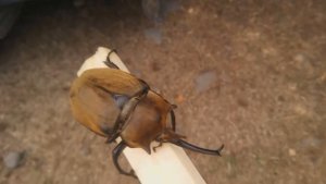 Самые большие жуки на свете