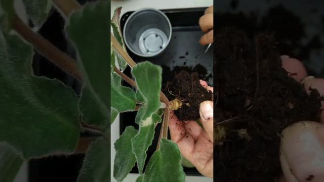 Омоложение фиалки. Один из вариантов. смотреть онлайн