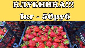 #133 Жизнь на юге России/Самозбор клубники/Белореченский район.mp4