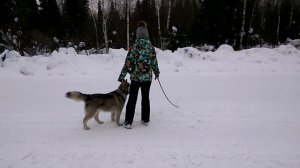 МАЛАМУТ .ЛЮБИМАЯ СОБАКА💗💗💗💗💗Маламут на снегу.Гуляем ,играем.😄😄😄