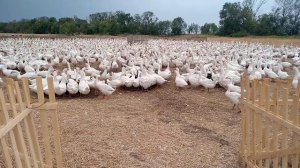 На вольных выпасах 2020.Вечерние обработки гусей.