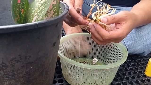 VERTICAL GARDEN - PANEN BONGGOL AGLAONEMA " RUBY BATIK " смотреть онлайн