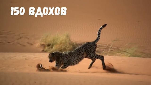 Гепард - Самое Быстрое Наземное Животное.../невероятные факты о жизни самых быстрых  кошек на земле