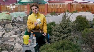 Розы и хвойные после зимы. Феровит для  опрыскивание растений