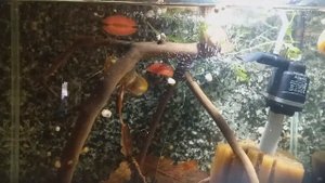 Ампулярия содержание, кормление, размножение.